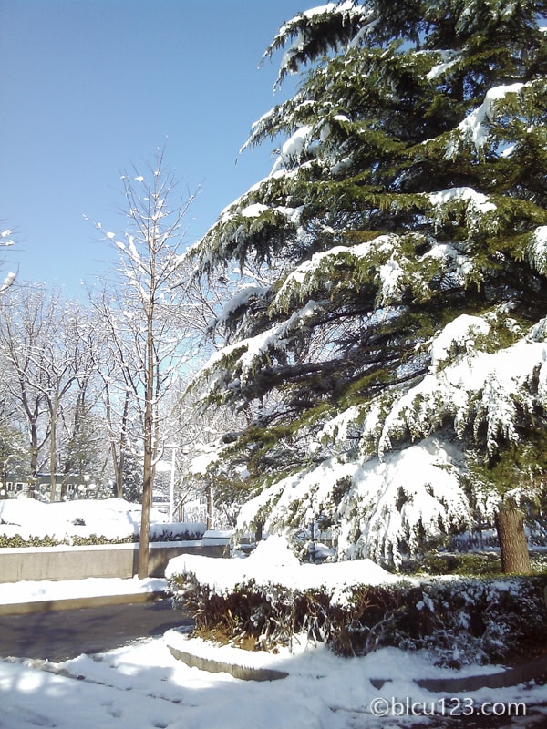 雪景色